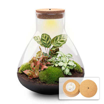 Red LED-lit DIY terrarium kit by Florazo NL featuring glass container, plants, and decorative elements for creating a miniature garden.