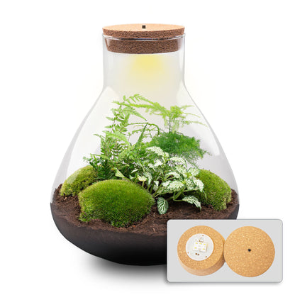 Glass DIY terrarium with built-in light, including plants and decorative elements, from Florazo NL DIY Terrarium Kit.