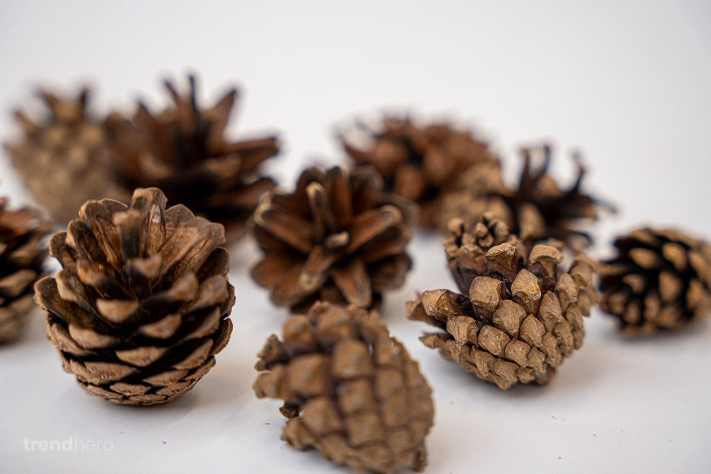 Pine Cones 10 pcs - Size 4 - 6 cm (small)