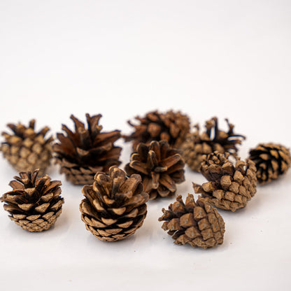 Pine Cones 10 pcs - Size 4 - 6 cm (small)