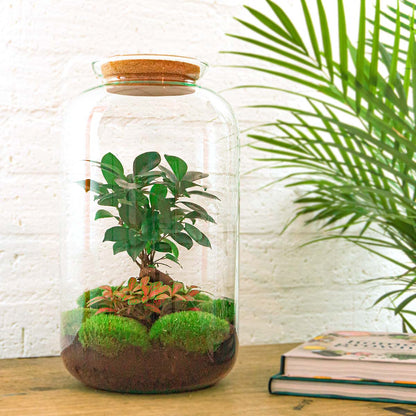 Terrarium DIY Kit - Sven Ginseng Bonsai XL - With light - Bottle Garden - ↑ 43 cm