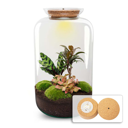 Large DIY terrarium kit by Florazo NL featuring a palm plant, LED lamp, and glass container for creating your own miniature garden.