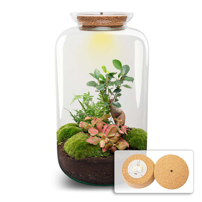 Terrarium DIY Kit - Sven Ginseng Bonsai XL - With light - Bottle Garden - ↑ 43 cm