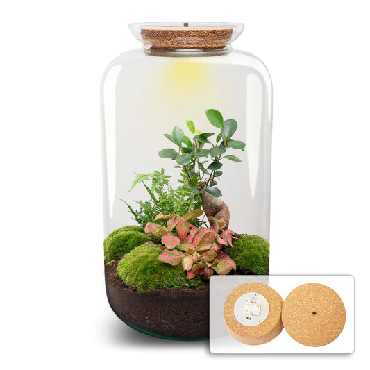 Terrarium DIY Kit - Sven Ginseng Bonsai XL - With light - Bottle Garden - ↑ 43 cm