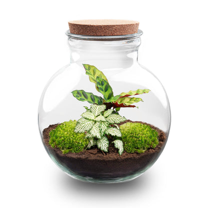 DIY Florazo NL terrarium kit with a glass container, featuring Calathea plants and decorative moss for a mini indoor garden.