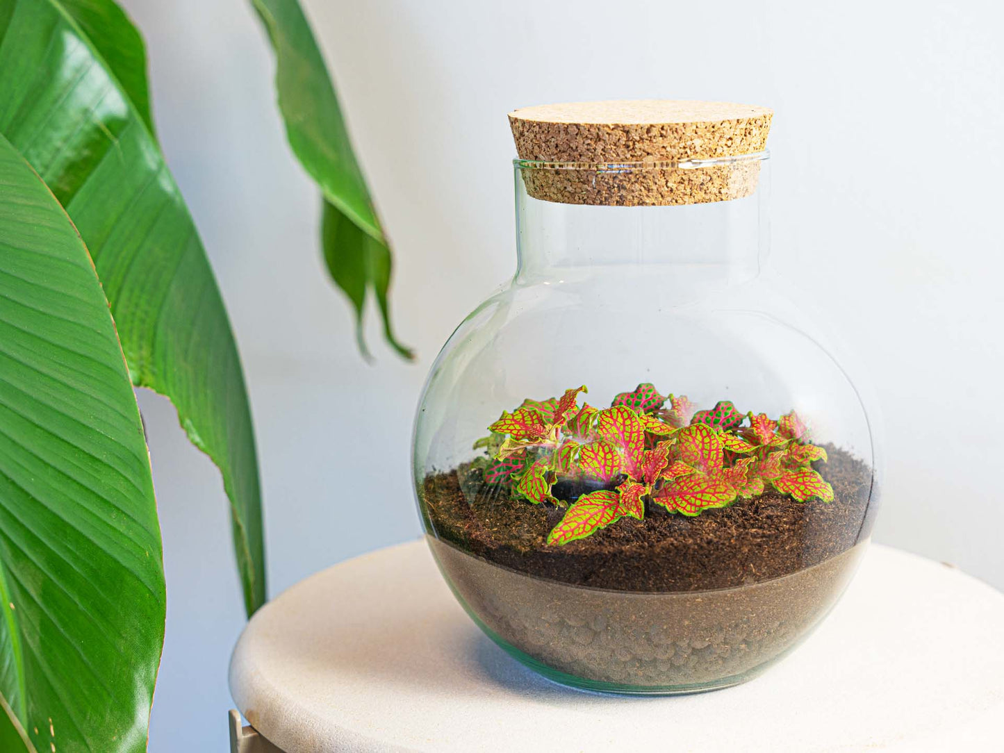 Terrarium DIY Kit - Noah - DIY kit - ↑ 20 cm