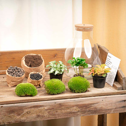 24x Terrarium - Sam Coffea with Light - Sustainable Business Gift - ↑ 30 cm - DIY