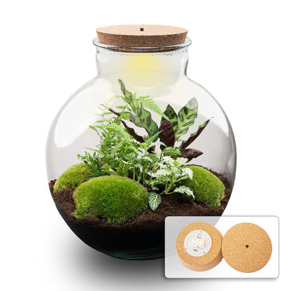 Florazo NL DIY terrarium kit with green plants and LED light, featuring a glass container and decorative elements for creating a mini indoor garden.