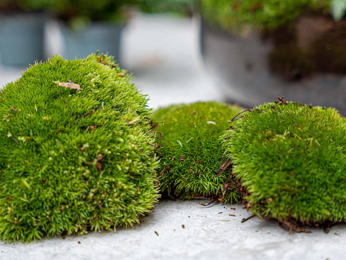 Bonsai Ficus Ginseng - Plant Terrarium Refill & Starter kit - 3 terrarium plants - DIY