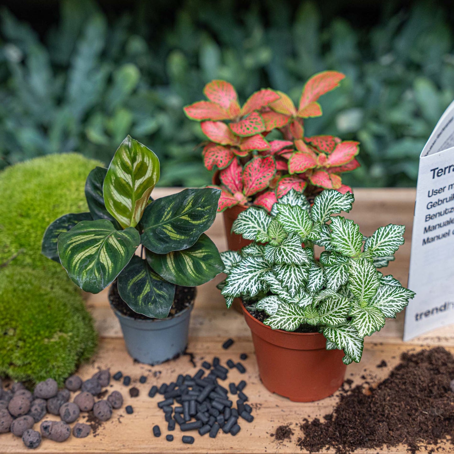 Plant terrarium package Makoyana - 3 terrarium plants - Refill & Starter Package - DIY Terrarium kit