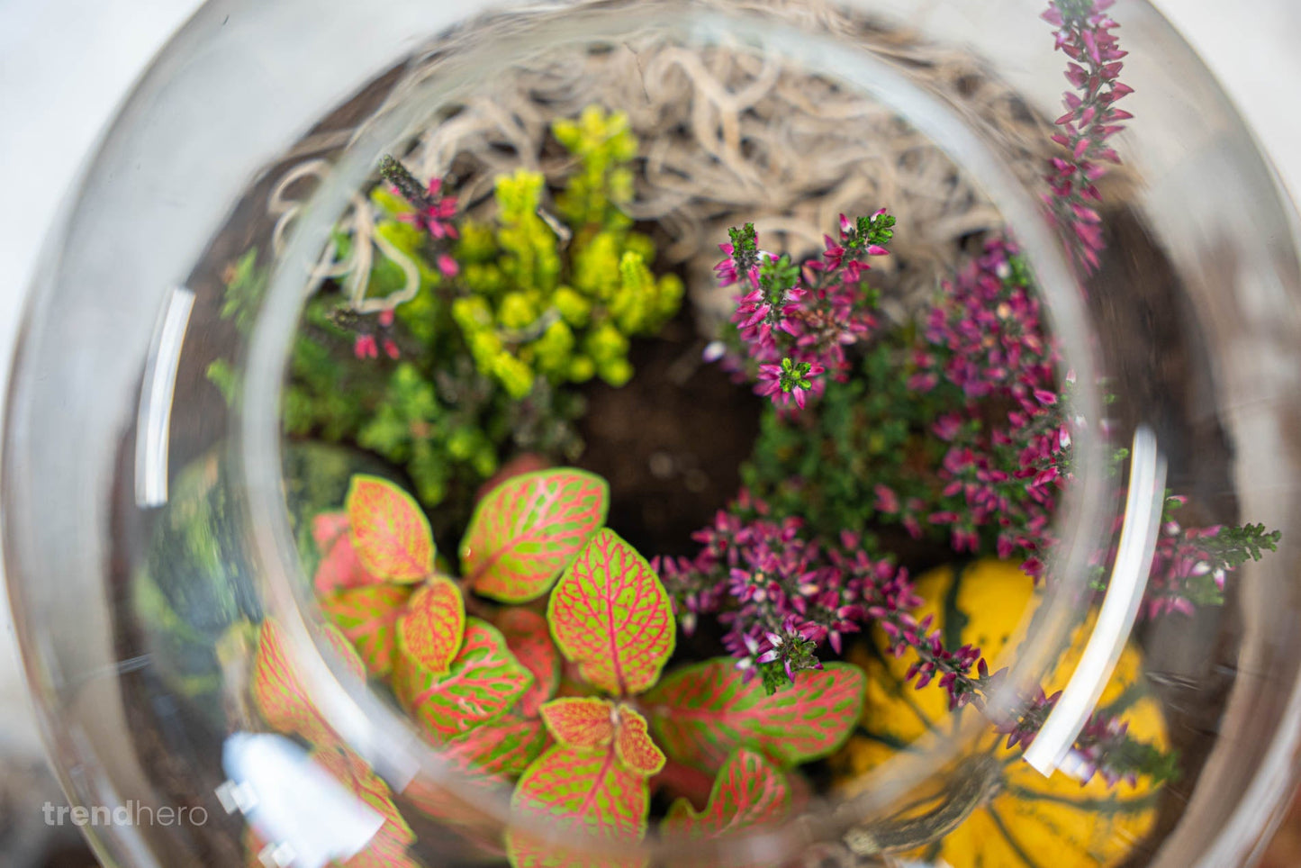 Calluna vulgaris - Callu Nova - Mini