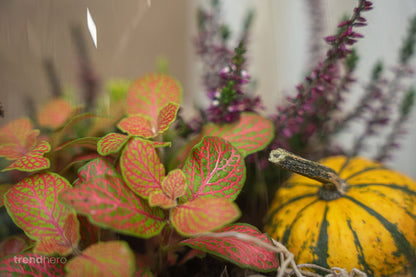 Emma Autumn - Glass bottle with Autumn plants and mini pumpkins - Autumn Bottle garden DIY kit - Ø 23 cm ↑ 25 cm