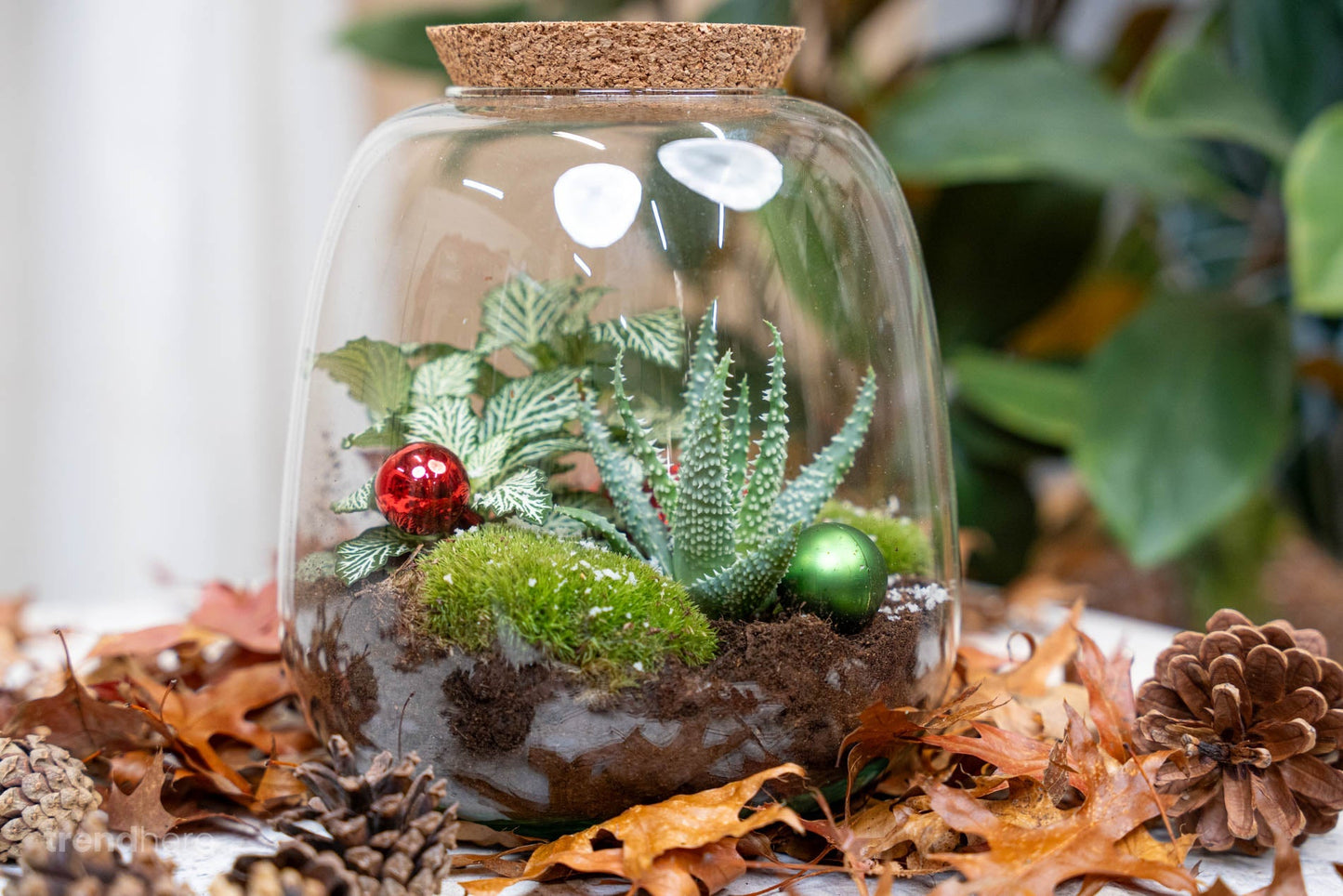 Pine Cones 10 pcs - Size 4 - 6 cm (small)