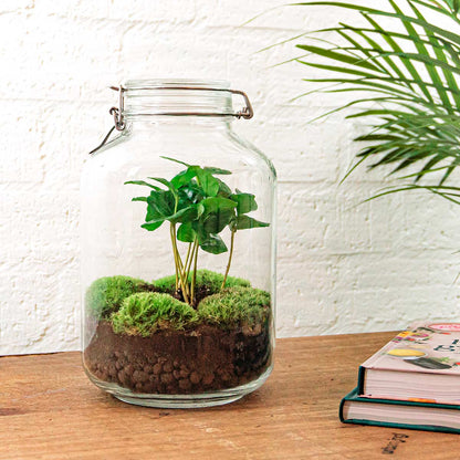 Jar Terrarium Kit - Calathea Lancifolia - Bottle Garden - ↑ 28 cm